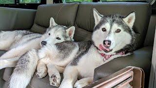 Are These Huskies Ready To Go Home?
