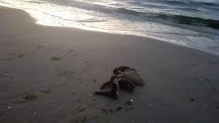 Cvetas Otter und Karpfen am Strand von Swinemünde am Abend