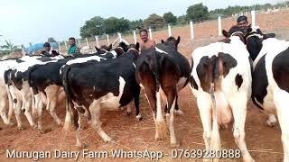 HF cows For Sale in Kerala WhatsApp -07639280888