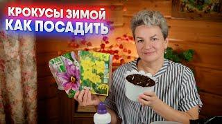 Крокусы зимой   как посадить