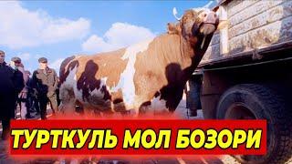 БУНАКАСИ ХАЛИ БУЛМАГАН | ТУРТКУЛЬ МОЛ БОЗОР НАРХЛАРИ 2 февраля 2025 г.