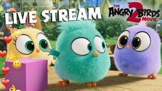 The Angry Birds Movie 2 | Live Stream Hatchlings
