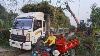 Use 4-wheeled Vehicle Trucks shipping corn for sale - Harvest plants corn to sell / Duong Farm