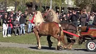 Expozitie de cai Valea strajii, Bistrita Nasaud 26 Oct. 2024 Nou!!!