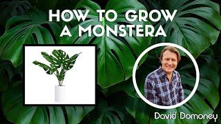 How to care for monstera with David Domoney