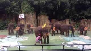 Elephant wedding celemony