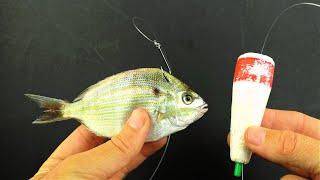 How To Use Live Pinfish On Grass Flats (And AVOID These Common Mistakes)