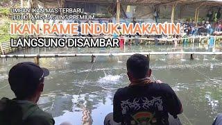 UMPAN TERBARU JEDUD AMIS JAGUNG PREMIUM IKAN MAS RAME INDUKAN LANGSUNG SAMBAR