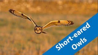 Short-eared owls with the OM-1 mk2 and the 150-400mm lens