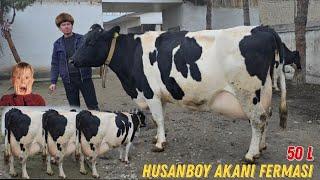 HUSANBOY Akani Fermasi Sigirlar Daxshat  50 L