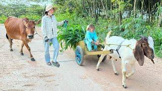 Smart Cutis Take Goat Do Special Big Surprise For Mom & Cow