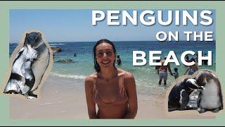 Boulders Beach, Cape Town feat. AFRICAN PENGUINS + Cape Point! ALL TO OURSELVES!