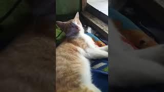 Nggangguin Tidur Kucing Lucu