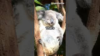 KOALAS-THE ULTIMATE NP EXPERTS!! #shortsfeed #shorts #youtube #youtubeshorts #facts