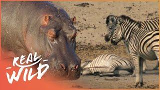 The Harsh Battle For Life In The Okavango Delta | Boteti: The Returning River | Real Wild