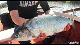Zweitageausflug Greifensee  - Felchenfischen #iCatchfish