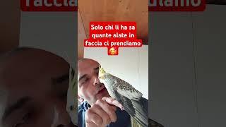 #tutorial #perte #animali #pets #pappagallo #animals #amoreterno