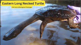 Eastern Long Necked Turtle Lift Facts & Biological Challenges