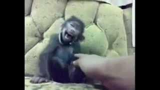 Funny monkey laughing