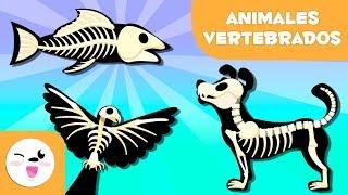 ANIMALES VERTEBRADOS para niños - Mamíferos, aves, reptiles, peces y anfibios