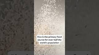 The primary food of 50% of the world's population   #rice #world #meal #facts #quotes