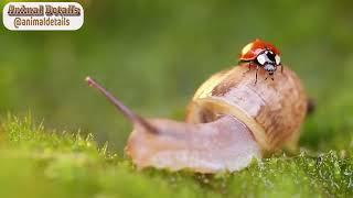 Seven spot ladybird - Nature Discoveries with Serenella Linares