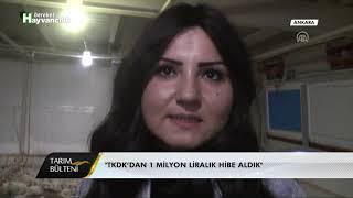 1 Milyon Liralık TKDK Desteğiyle Tavuk Çiftliği Kurdu