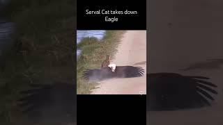 Serval Cat takes down Eagle