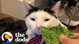 Cat Has the Most Dramatic Reaction to Every Smell  | The Dodo Cat Crazy