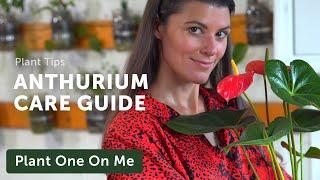 Ultimate ANTHURIUM (Flamingo Flower) Care Guide — Ep 195