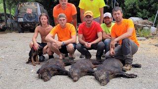 Chasse aux sangliers en Corse à Tox 112