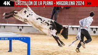 4K ▪ CASTELLÓN DE LA PLANA ▪ CONCURSO DE VACAS ▶ Distintas ganaderías