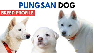 Pungsan Dog Breed Profile History - Price - Traits - Pungsan Dog Grooming Needs - Lifespan