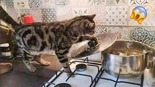  You Definitely Laugh, Trust me  - Funniest Cats Expression Video  - Funny Cats Life