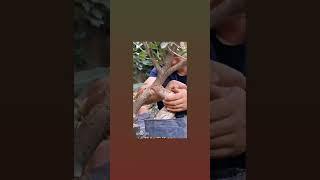 plant grafting process#satisfyingvideo #Mahammad-vlogs75