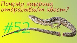 Почему ящерица отбрасывает хвост?