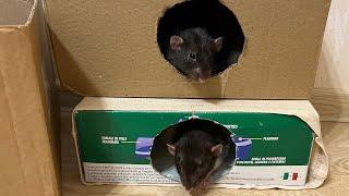 Крысы гуляют.  #animal #животные #rat #крысы #крысята