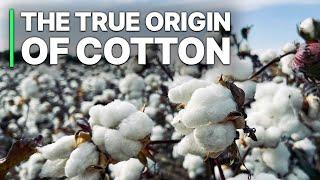 The True Origin Of Cotton | Investigative Documentary