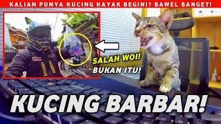 BANGKRUT!! PUNYA KUCING KAMPUNG MINTA MAKAN ENAK TERUS...