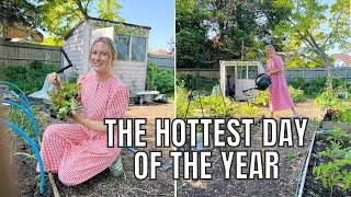 THE HOTTEST DAY OF THE YEAR! / ALLOTMENT GARDENING FOR BEGINNERS