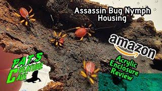 Assassin bug Nymphs, How to Setup Amazon acrylic enclosure review Platymeris biguttatus