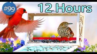 Uninterrupted Video for Cats 12 Hours of Birds  Uninterrupted CatTV