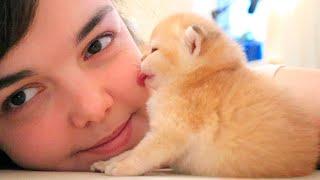 Tiny kitten kisses me  Relax | ASMR | Too CUTE