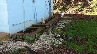 Trepid Cats | Mackerel Fish Tiger Kitten, Rust Tiger, and Tea Tiger retract into their cat house