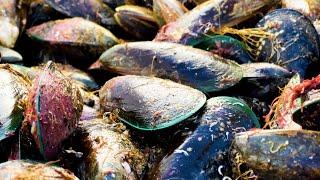 How New Zealand revived its mussel beds