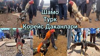 Дакан бозорида: Шамо, Турк, Корейс даканлари нархи. deacon, ayam