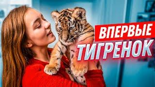 ВПЕРВЫЕ: ТИГРЁНОК У МЕНЯ ДОМА//24 часа вместе