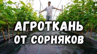 Агроткань от сорняков, чистый виноград!