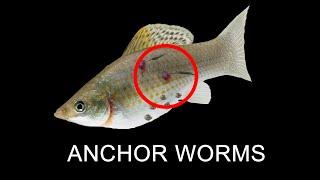 Remove Worms from your Fish!