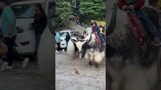 Dron sitting on yak  #viral #youtubeshorts #Dronthedon